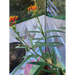 One Inch Series 4 ft. x 8 ft. Backyard Butterfly Pollinator