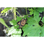 One Inch Series 4 ft. x 8 ft. Pro Butterfly Pollinator
