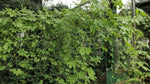 Photo 3 Stack & Extend 'Veggie Wall' - 4' wide Straight Panels