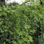 Stack & Extend 'Veggie Wall' - 4' wide Straight Panels